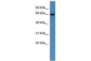 WB Suggested Anti-Gns Antibody Titration: 0.