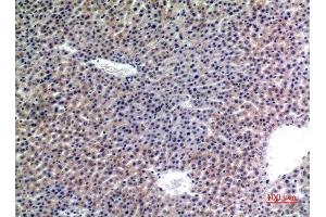 Immunohistochemistry (IHC) analysis of paraffin-embedded Mouse Liver, antibody was diluted at 1:100. (LAMP2 Antikörper)