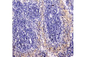Immunohistochemistry (IHC) image for anti-RAB27A, Member RAS Oncogene Family (RAB27A) (AA 98-216) antibody (ABIN5692927)