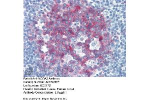 Immunohistochemistry with Human Tonsil lysate tissue at an antibody concentration of 5. (NCOA3 Antikörper  (Middle Region))