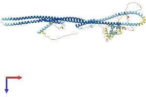 Dynein Regulatory Complex Subunit 1 (DRC1) (AA 1-753) protein (His tag)