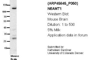 Image no. 1 for anti-N-6 Adenine-Specific DNA Methyltransferase 1 (Putative) (N6AMT1) (N-Term) antibody (ABIN785311) (N6AMT1 Antikörper  (N-Term))