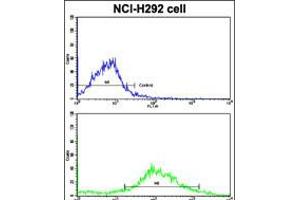 Flow cytometric analysis of NCI-H292 cells using CYP20A1 Antibody (bottom histogram) compared to a negative control cell (top histogram). (CYP20A1 Antikörper  (C-Term))