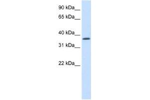 SAP30BP antibody (20R-1212) used at 0. (SAP30BP Antikörper  (C-Term))