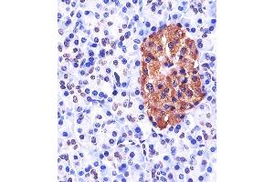 A staining Neurogenin3 in human pancreas tissue sections by Immunohistochemistry (IHC-P - paraformaldehyde-fixed, paraffin-embedded sections). (Neurogenin 3 Antikörper  (N-Term))