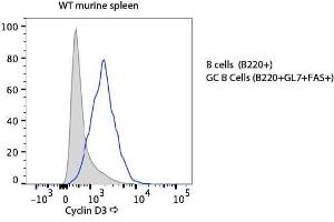 Flow Cytometry of Rabbit anti-Cyclin D3 antibody. (Cyclin D3 Antikörper  (C-Term))