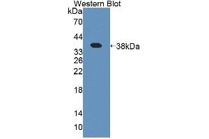 Figure. (Amyloid beta Precursor Protein Binding Protein 1 (AA 229-534) Antikörper)