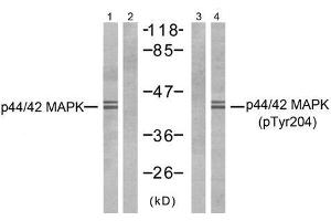Western blot analysis of extracts from NIH-3T3 cells, using p44/42 MAP Kinase (Ab-204) antibody (E021238, Line 1 and 2) and p44/42 MAP Kinase (phospho- Tyr204) antibody (E011246, Line 3 and 4). (ERK1/2 Antikörper  (pTyr204))
