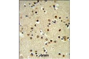 CBX1 Antibody (C-term) (ABIN652861 and ABIN2842560) IHC analysis in formalin fixed and paraffin embedded brain tissue followed by peroxidase conjugation of the secondary antibody and DAB staining. (CBX1 Antikörper  (C-Term))