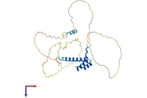 Homeobox A11 Protein (HOXA11) (AA 1-313) (His tag)