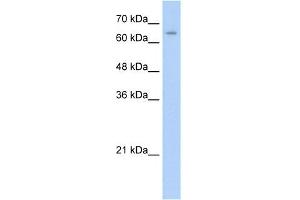Western Blotting (WB) image for anti-Nuclear Receptor Subfamily 2, Group C, Member 1 (NR2C1) (C-Term) antibody (ABIN2780499)