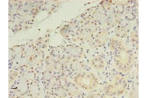Immunohistochemistry of paraffin-embedded human pancreatic tissue using ABIN7164578 at dilution of 1:100 (ZDHHC4 Antikörper  (AA 277-344))
