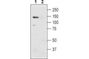 Western blot analysis of mouse liver membranes: - 1. (SLC4A4 Antikörper  (2nd Extracellular Loop))