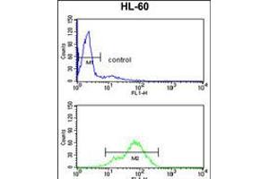 Flow cytometry analysis of HL-60 cells (bottom histogram) compared to a negative control cell (top histogram). (BAHD1 Antikörper  (C-Term))