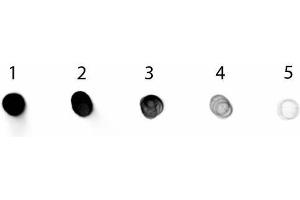 Dot Blot of Rabbit anti-Dog IgG Fc Antibody Alkaline Phosphatase Conjugated. (Kaninchen anti-Hund IgG (Fc Region) Antikörper (Alkaline Phosphatase (AP)) - Preadsorbed)