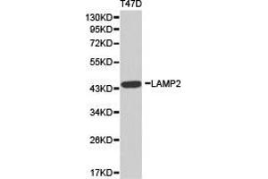 Western Blotting (WB) image for anti-Lysosomal-Associated Membrane Protein 2 (LAMP2) antibody (ABIN1873504) (LAMP2 Antikörper)