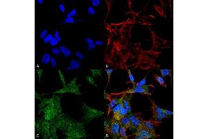 Immunocytochemistry/Immunofluorescence analysis using Rabbit Anti-ATG4A Polyclonal Antibody . (ATG4A Antikörper  (AA 58-70) (HRP))