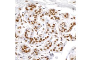 Immunohistochemistry (IHC) image for anti-Tripartite Motif Containing 28 (TRIM28) (AA 1-50) antibody (ABIN7455078)