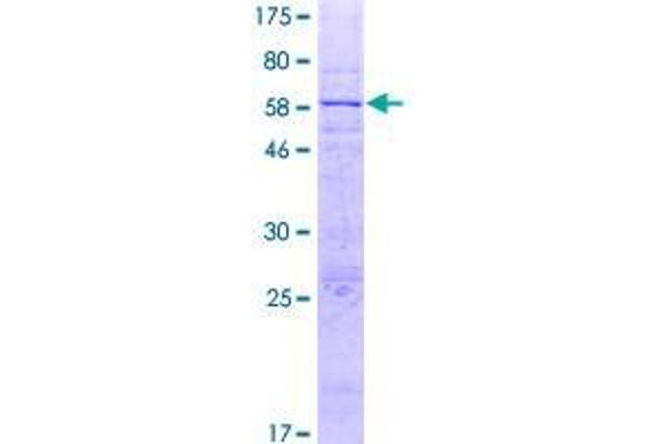 SLC25A42 Protein (AA 1-318) (GST tag)