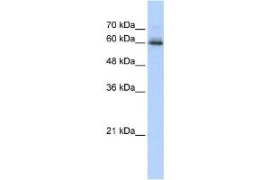 WB Suggested Anti-SEMA4F Antibody Titration:  0. (SEMA4F Antikörper  (N-Term))