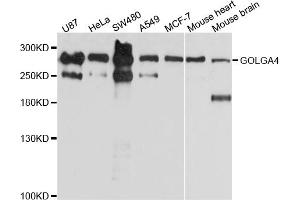 Western blot analysis of extracts of various cell lines, using GOLGA4 antibody (ABIN4903797) at 1:1000 dilution. (GOLGA4 Antikörper)
