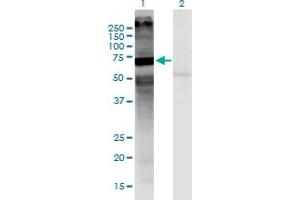 Western Blot analysis of MARS2 expression in transfected 293T cell line by MARS2 monoclonal antibody (M03), clone 7C3. (MARS2 Antikörper  (AA 1-106))