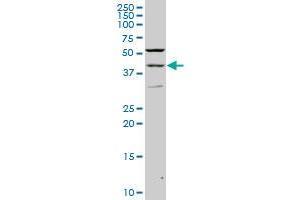 PAX2 monoclonal antibody (M02), clone 2E4 Western Blot analysis of PAX2 expression in PC-12 . (PAX2A Antikörper  (AA 194-303))