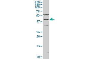 PAX2 monoclonal antibody (M02), clone 2E4 Western Blot analysis of PAX2 expression in PC-12 .
