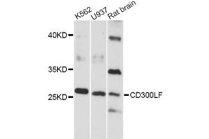 Western blot analysis of extracts of various cell lines, using CD300LF antibody (ABIN6293125) at 1:3000 dilution. (IREM1 Antikörper)