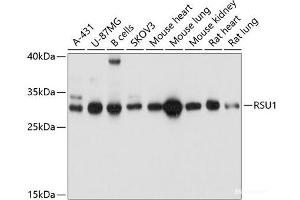 Western blot analysis of extracts of various cell lines using RSU1 Polyclonal Antibody at dilution of 1:1000. (RSU1 Antikörper)