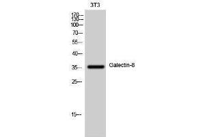 Western Blotting (WB) image for anti-Lectin, Galactoside-Binding, Soluble, 8 (LGALS8) (Internal Region) antibody (ABIN3184733) (LGALS8 Antikörper  (Internal Region))