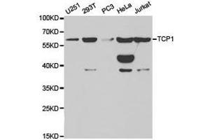 Western Blotting (WB) image for anti-T-Complex 1 (TCP1) antibody (ABIN1875045)