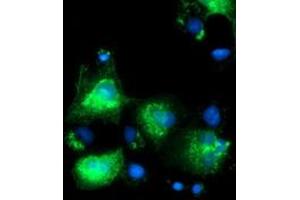 Anti-SLFNL1 mouse monoclonal antibody (ABIN2453652) immunofluorescent staining of COS7 cells transiently transfected by pCMV6-ENTRY SLFNL1 (RC205566). (Schlafen-Like 1 Antikörper)