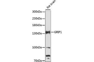 Western blot analysis of extracts of rat brain, using GRIP1 antibody (ABIN7267413) at 1:3000 dilution. (GRIP1 Antikörper  (AA 700-950))