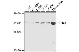 Western blot analysis of extracts of various cell lines using TRIB3 Polyclonal Antibody at dilution of 1:1000. (TRIB3 Antikörper)