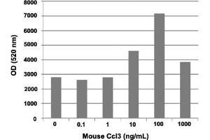 Human THP-1 cells were allowed to migrate to mouse Ccl3 (0, 0. (CCL3 Protein)