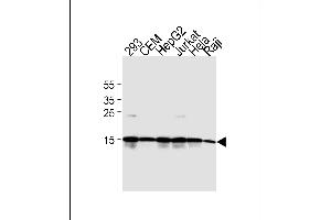 Western blot analysis of lysates from 293, CEM, HepG2, Jurkat, Hela, Raji cell line(from left to right). (H2AFX Antikörper  (C-Term))