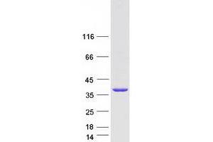 Western Blotting (WB) image for Fibrinogen-Like 1 (FGL1) (Transcript Variant 1) protein (Myc-DYKDDDDK Tag) (ABIN2721122)