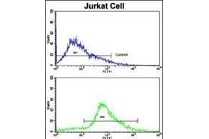 Flow cytometric analysis of jurkat cells using CDK2 Antibody (C-term)(bottom histogram) compared to a negative control cell (top histogram). (CDK2 Antikörper  (C-Term))