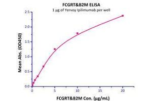 Immobilized Yervoy Ipilimumab (Human IgG1) at 10 μg/mL (100 μL/well) can bind Human FcRn / FCGRT & B2M (Cat# FCM-H5286 ) with a linear range of 0. (FcRn Protein (AA 24-297) (His tag,Strep Tag))