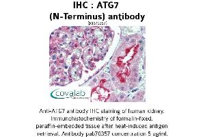 Image no. 1 for anti-ATG7 Autophagy Related 7 (ATG7) (N-Term) antibody (ABIN1732022) (ATG7 Antikörper  (N-Term))