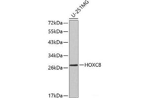 Western blot analysis of extracts of U-251MG cells using HOXC8 Polyclonal Antibody. (HOXC8 Antikörper)