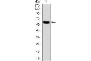 Western blot analysis using TIE1 mAb against human TIE1 (AA: 385-607) recombinant protein.