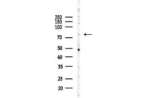 anti-Nucleolar Protein 9 (NOL9) (Internal Region) antibody