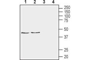 Western blot analysis of rat brain membranes (lanes 1 and 3) and mouse brain membranes (lanes 2 and 4):1,2. (Neuregulin 1 Antikörper  (Extracellular))