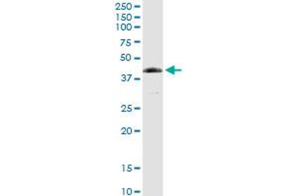 FANCL antibody  (AA 1-375)