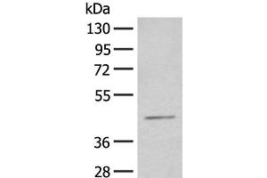 Western blot analysis of HEPG2 cell lysate using HENMT1 Polyclonal Antibody at dilution of 1:500 (HENMT1 Antikörper)