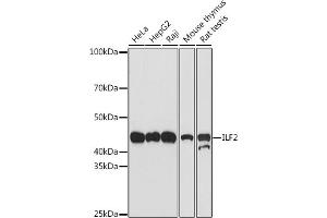 Western blot analysis of extracts of various cell lines, using ILF2 antibody (ABIN7268007) at 1:500 dilution. (ILF2 Antikörper)