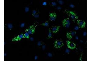 Anti-NDUFA7 mouse monoclonal antibody (ABIN2454390) immunofluorescent staining of COS7 cells transiently transfected by pCMV6-ENTRY NDUFA7 (RC200534). (NDUFA7 Antikörper)