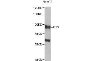 Western blot analysis of extracts of HepG2 cells, using C1S antibody (ABIN5974143) at 1/1000 dilution. (C1S Antikörper)